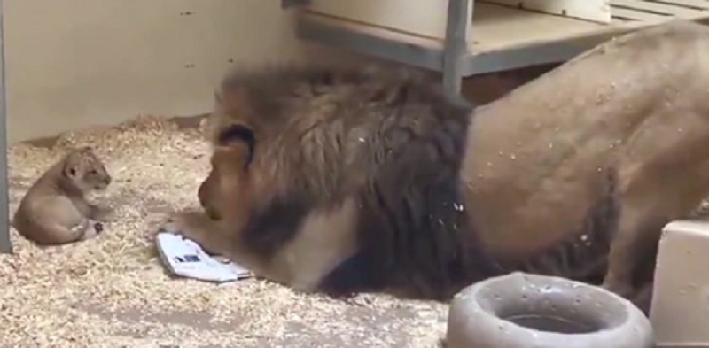 Un Papa Lion Rencontrant Son Bebe Lionceau Pour La Premiere Fois Fait Le Buzz Dans Cette Video Ultra Mignonne