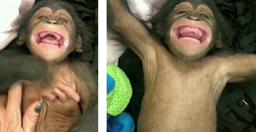 Rejete Par Sa Maman Ce Bebe Chimpanze Rigole Pour La Premiere Fois Quand On Le Chatouille